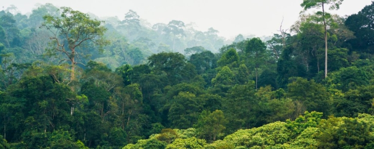 forêt de co2